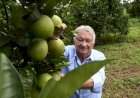 Produtores de laranja encontram em Mato Grosso do Sul ambiente propício e seguro para investir