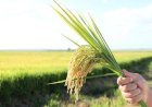 Brasil não terá desabastecimento de arroz, diz presidente de entidade do setor