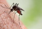 MS registra 16.125 casos confirmados de dengue e 30 óbitos são registrados