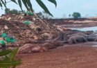 Lia Nogueira cobra MP sobre empresa acusada de descartar animais mortos em Itaporã