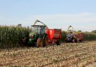 Prefeitura apoia colheita de silagem e fortalece produção de leite em distritos