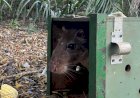 De volta para casa: reabilitados no CRAS, animais silvestres retornam à liberdade no coração do Pantanal