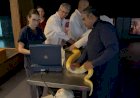 Serpente do Bioparque Pantanal passa por exame de rotina que reforça cuidado com bem-estar animal