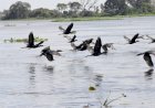 Com exemplo de MS na preservação do Pantanal, Governo Federal sanciona estatuto para o bioma