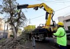 Prefeitura faz chamamento público para destinar lenha de supressões de árvores