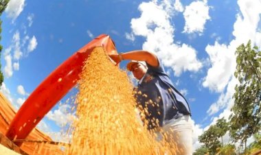 MS desponta no agronegócio nacional com alta na renda agropecuária e na busca por crédito rural