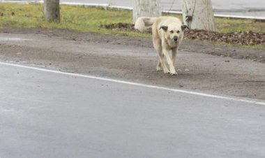 Atropelar animal poderá resultar em multa