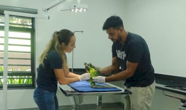 Hospital onde volta à natureza emociona, aves são maioria e 2 mil animais silvestres já foram atendidos