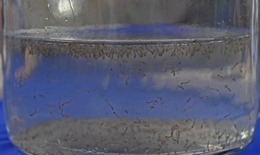 Boletim Epidemiológico: MS registra 804 casos confirmados de dengue