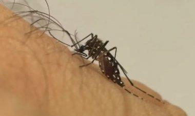 MS registra mais de 3 mil casos prováveis de dengue e três mortes em 2025