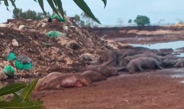 Lia Nogueira cobra MP sobre empresa acusada de descartar animais mortos em Itaporã