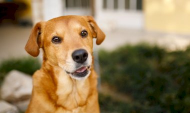 Prefeitura inicia cadastro para ampliar proteção de animais domésticos