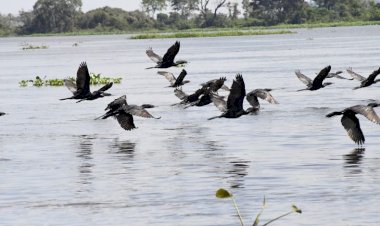 Com exemplo de MS na preservação do Pantanal, Governo Federal sanciona estatuto para o bioma