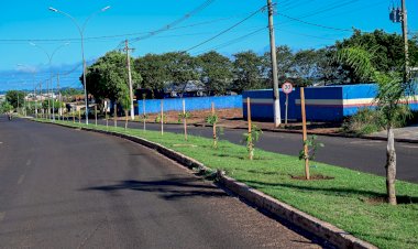 Avenidas de Ivinhema ficará mais arborizadas com novo projeto de plantio de arvores