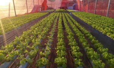 Agricultores de MS geram renda e perdem o medo da tecnologia com apoio da Fundect