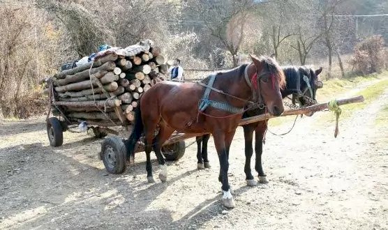 Comissão aprova criminalização do uso de veículos movidos a tração animal