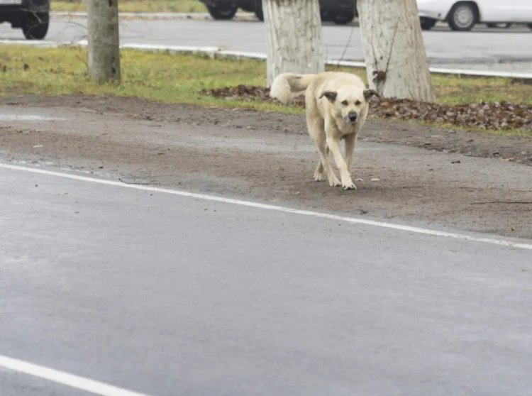 Atropelar animal poderá resultar em multa