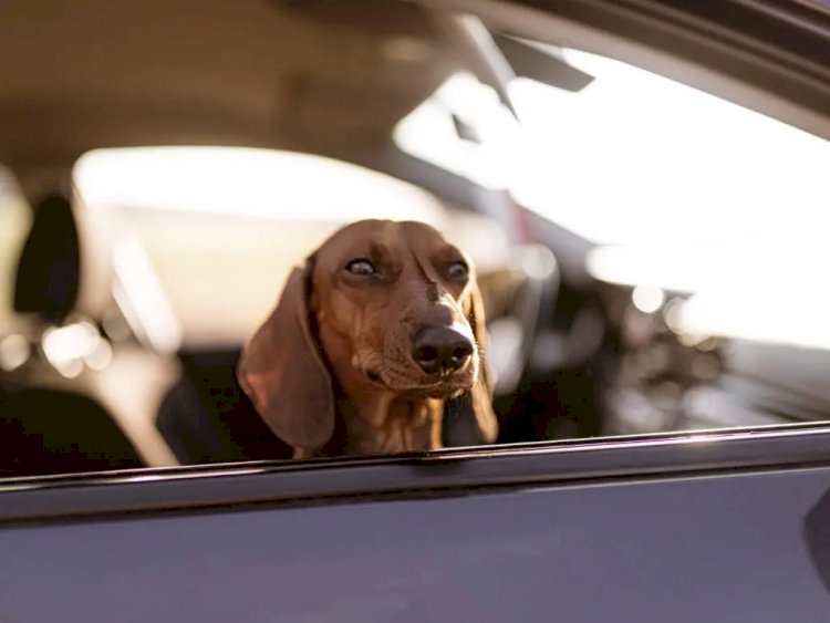 O que diz a lei sobre animais domésticos em automóveis?
