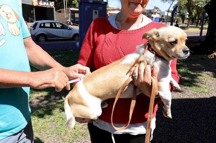 Prefeitura já vacinou quase 16 mil animais contra raiva e ações itinerantes continuam
