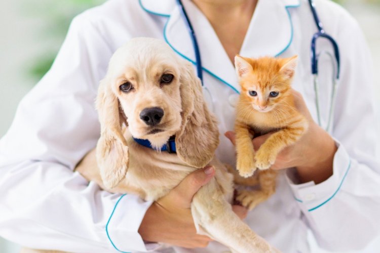 Deputado propõe inclusão de campanhas para pets no calendário oficial